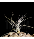 Tillandsia baileyi 'Halley's Comet'
