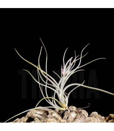 Tillandsia baileyi 'Halley's Comet'