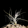 Tillandsia baileyi 'Halley's Comet'