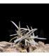 Tillandsia mollis