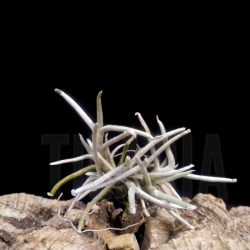 Tillandsia mollis