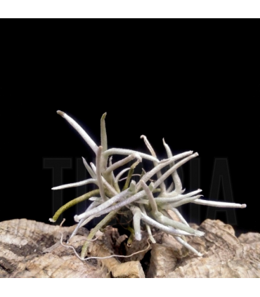 Tillandsia mollis