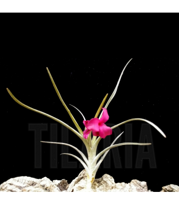 Tillandsia albertiana x argentina
