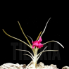 Tillandsia Mystic Markus