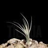 Tillandsia Mystic Markus