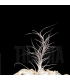 Tillandsia Nezley