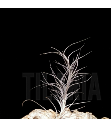 Tillandsia Nezley