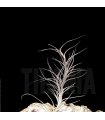 Tillandsia Nezley