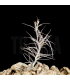 Tillandsia 'Old Man's Gold'