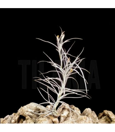Tillandsia 'Old Man's Gold'