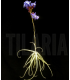 Tillandsia streptocarpa