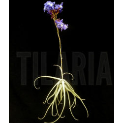 Tillandsia streptocarpa