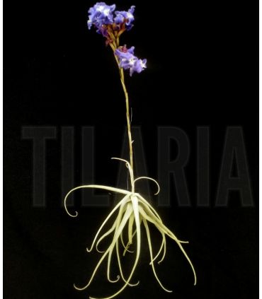 Tillandsia streptocarpa