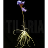 Tillandsia streptocarpa
