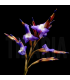 Tillandsia streptocarpa