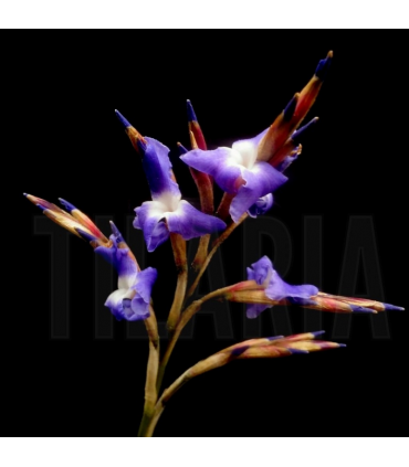 Tillandsia streptocarpa