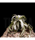 Tillandsia streptophylla XL