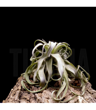 Tillandsia streptophylla XL