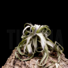 Tillandsia streptophylla XL