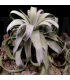 Tillandsia streptophylla XL