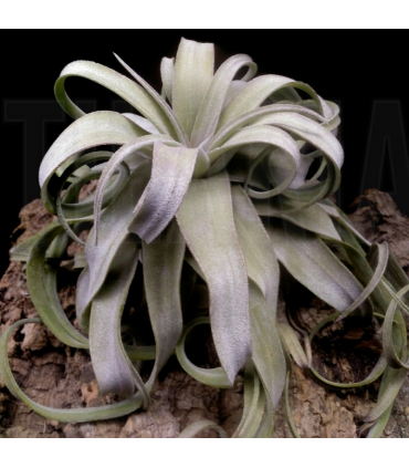 Tillandsia streptophylla XL
