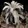 Tillandsia streptophylla XL