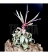 Tillandsia streptophylla XL