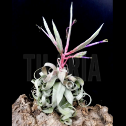 Tillandsia streptophylla L