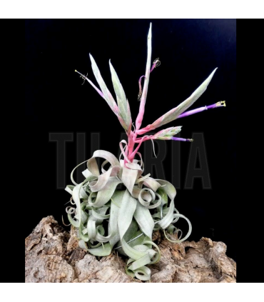 Tillandsia streptophylla XL