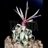 Tillandsia streptophylla XL