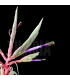 Tillandsia streptophylla XL