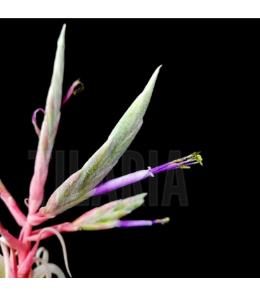 Tillandsia streptophylla XL