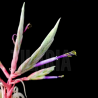 Tillandsia streptophylla XL