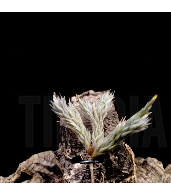 Tillandsia tricholepis