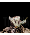 Tillandsia tricholepis