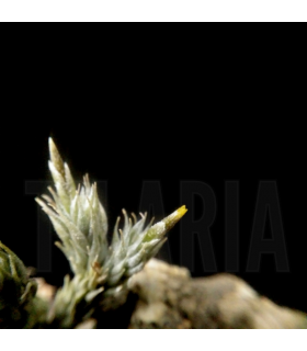 Tillandsia tricholepis