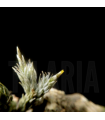 Tillandsia tricholepis
