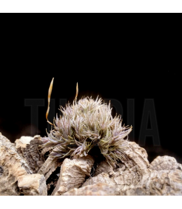 Tillandsia tricholepis II (S)
