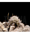 Tillandsia tricholepis II