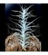 Tillandsia albida II