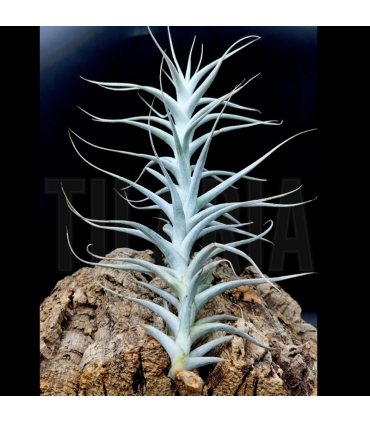 Tillandsia albida II