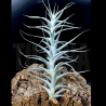 Tillandsia albida II