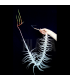 Tillandsia albida II