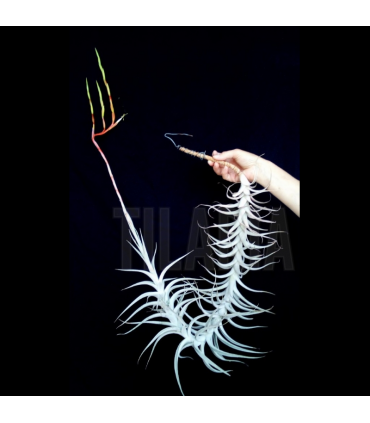 Tillandsia albida II