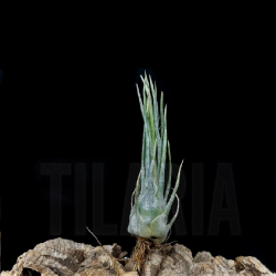 Tillandsia ariza-juliae