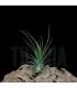 Tillandsia ionantha v. ionantha x bulbosa