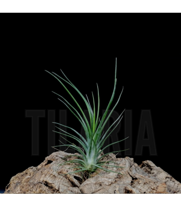 Tillandsia ionantha v. ionantha x bulbosa