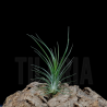 Tillandsia ionantha v. ionantha x bulbosa