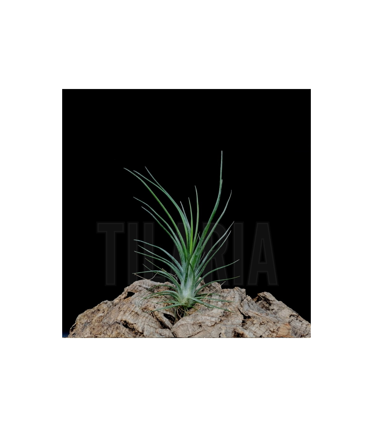 Tillandsia ionantha v. ionantha x bulbosa