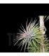 Tillandsia ionantha v. stricta